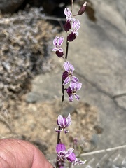 Streptanthus glandulosus hoffmanii