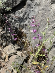 Streptanthus glandulosus hoffmanii