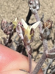 Dudleya attenuata attenuata