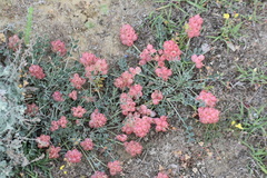 Astragalus calycinus