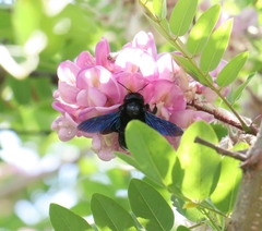 Xylocopa