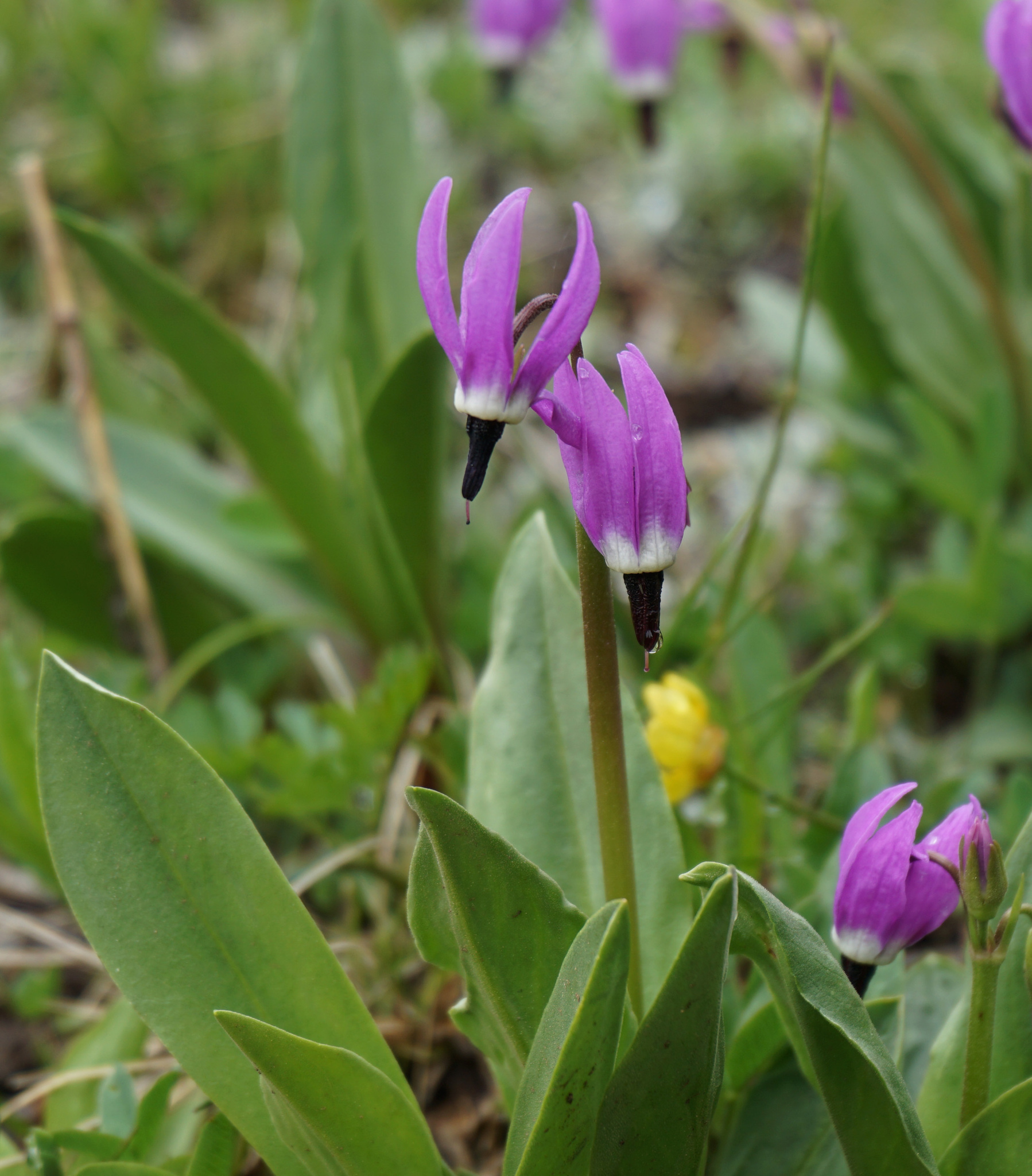 Primula austrofrigida