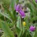 Tundra Shooting Star - Photo (c) Laura, some rights reserved (CC BY-NC), uploaded by Laura