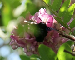 Xylocopa