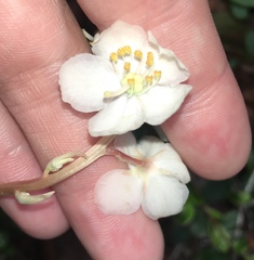 Pyrola grandiflora