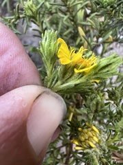 Deinandra greeneana peninsularis