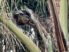 Podargus strigoides strigoides