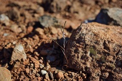 Polygonum californicum