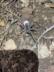 Hogna coloradensis