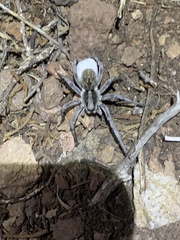 Hogna coloradensis