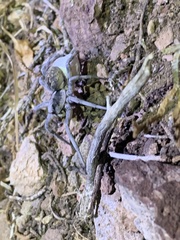 Hogna coloradensis
