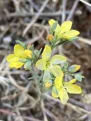 Hesperolinon breweri