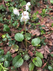 Pyrola grandiflora