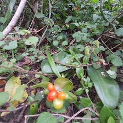 Scadoxus membranaceus
