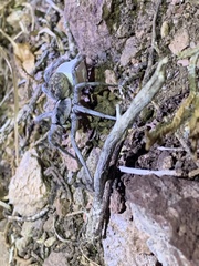 Hogna coloradensis
