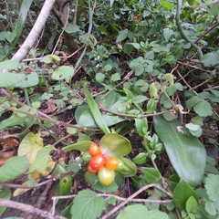 Scadoxus membranaceus