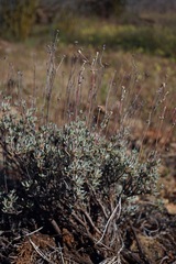 Eriogonum tripodum