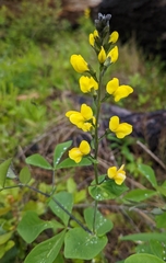 Thermopsis gracilis