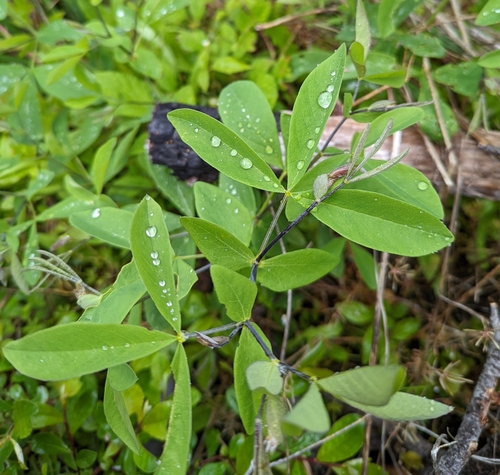 Image of Thermopsis gracilis by (c) Logan J.L. Bradley, some rights reserved (CC BY)