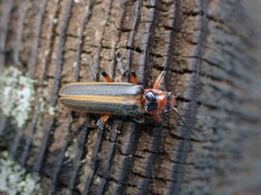 Lycocerus arisanensis