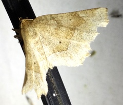 Metarranthis indeclinata