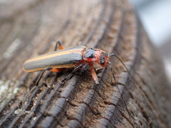 Lycocerus arisanensis