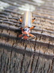 Lycocerus arisanensis