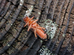 Lycocerus arisanensis