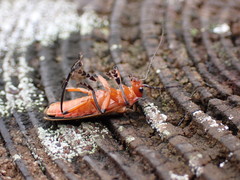 Lycocerus arisanensis