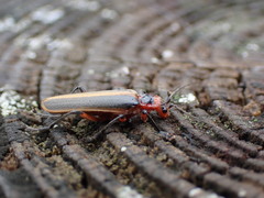 Lycocerus arisanensis