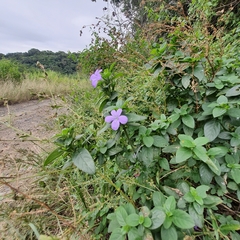 Barleria gueinzii