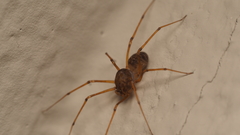Scytodes univittata