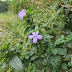 Barleria gueinzii