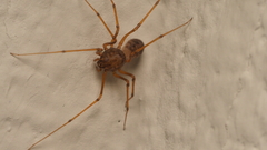 Scytodes univittata