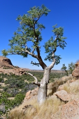 Moringa ovalifolia image