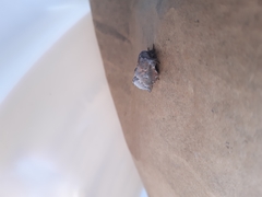 Phyllodesma ilicifolia