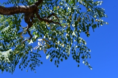 Moringa ovalifolia image