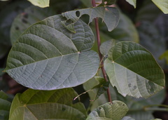 Byttneria grandifolia