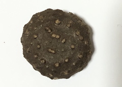 Byttneria grandifolia