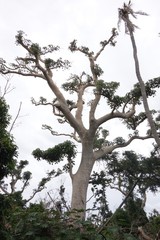 Gyrocarpus americanus