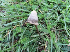 Galeropsidaceae