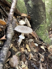 Amanita nothofagi