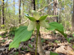 Trillium erectum erectum