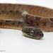 Small-spotted Cat-eyed Snake - Photo (c) Vazquez -Arroyo, E., some rights reserved (CC BY-NC), uploaded by Vazquez -Arroyo, E.
