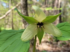 Trillium erectum erectum