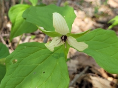 Trillium erectum erectum