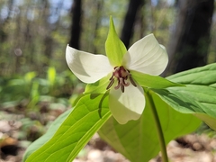 Trillium erectum erectum