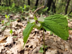 Trillium erectum erectum
