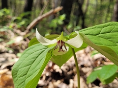 Trillium erectum erectum