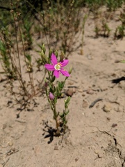 Zeltnera muehlenbergii
